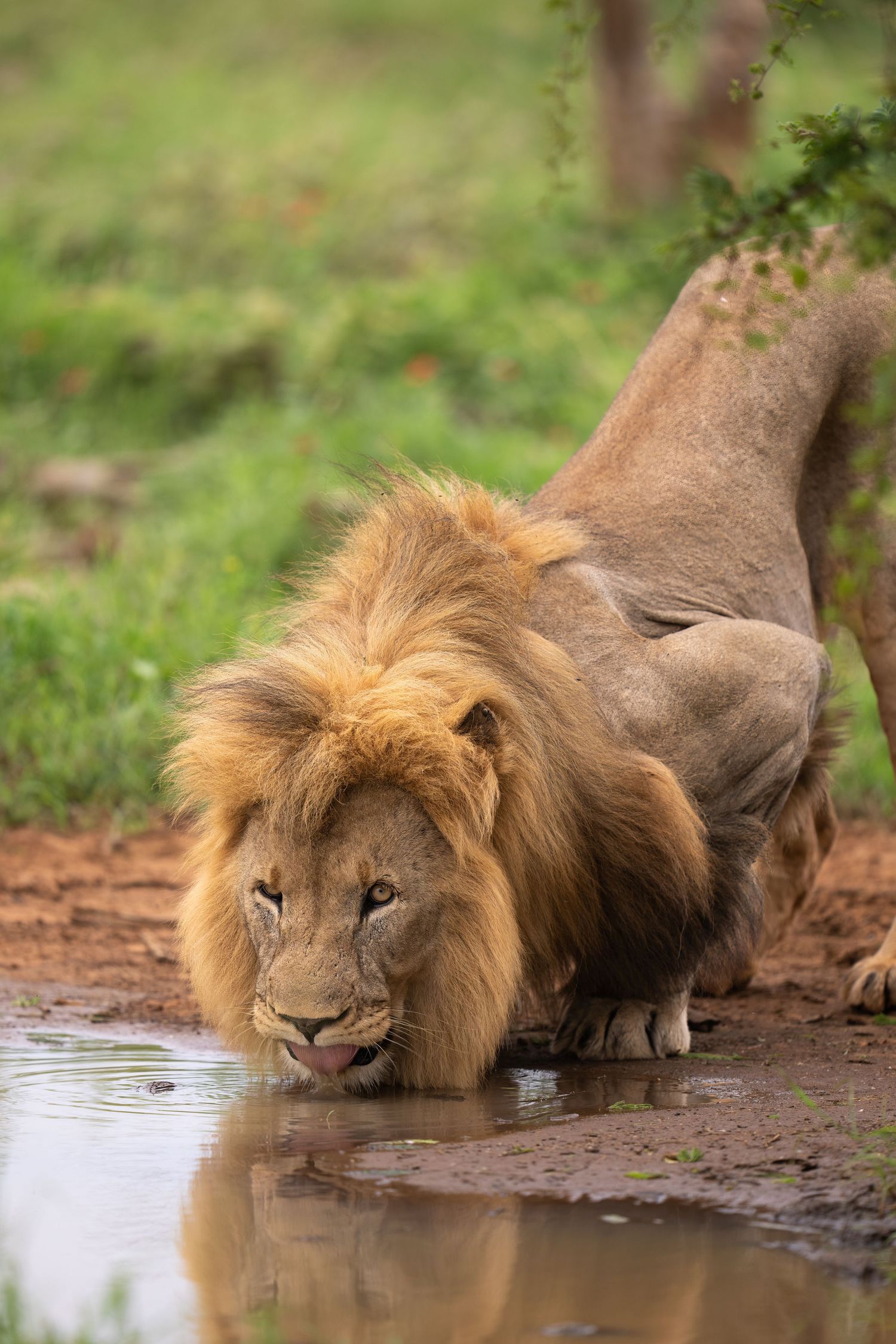 Male lion with wet mane drinking from waterhole surrounded by green vegetation.
