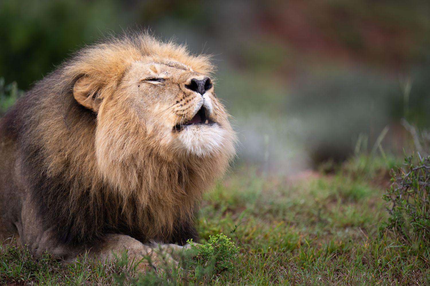 Adult male lion with majestic mane resting in natural grassland habitat.