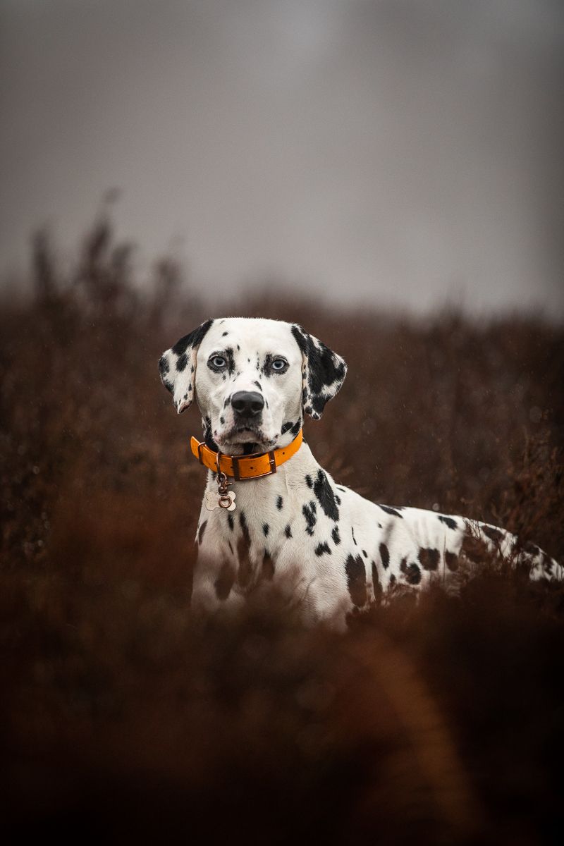 Portrait of alert Dalmatian wearing orange collar amid brown vegetation.