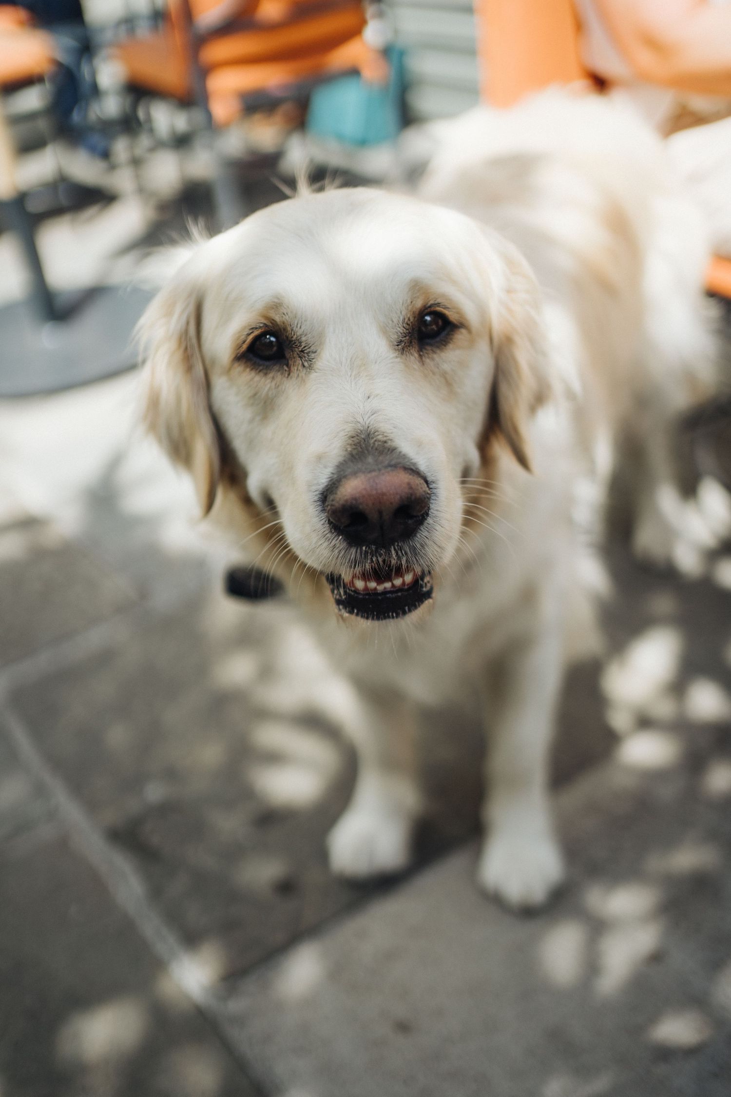 Close-up portrait of a friendly golden retriever with a gentle expression.
