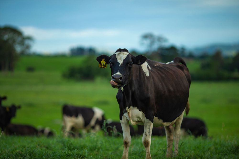 cows