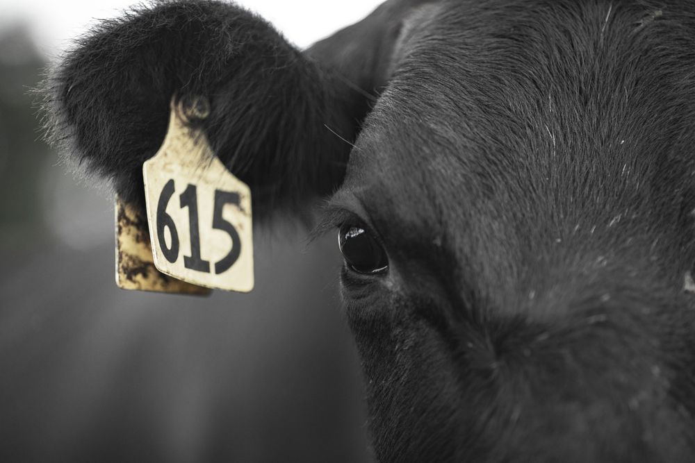 cow