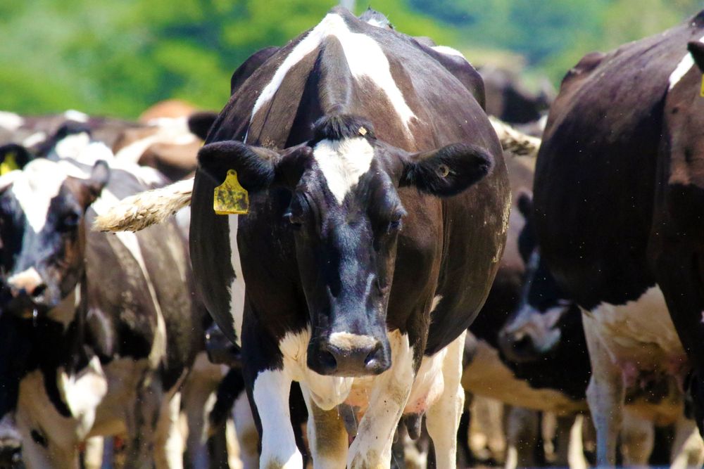 cows