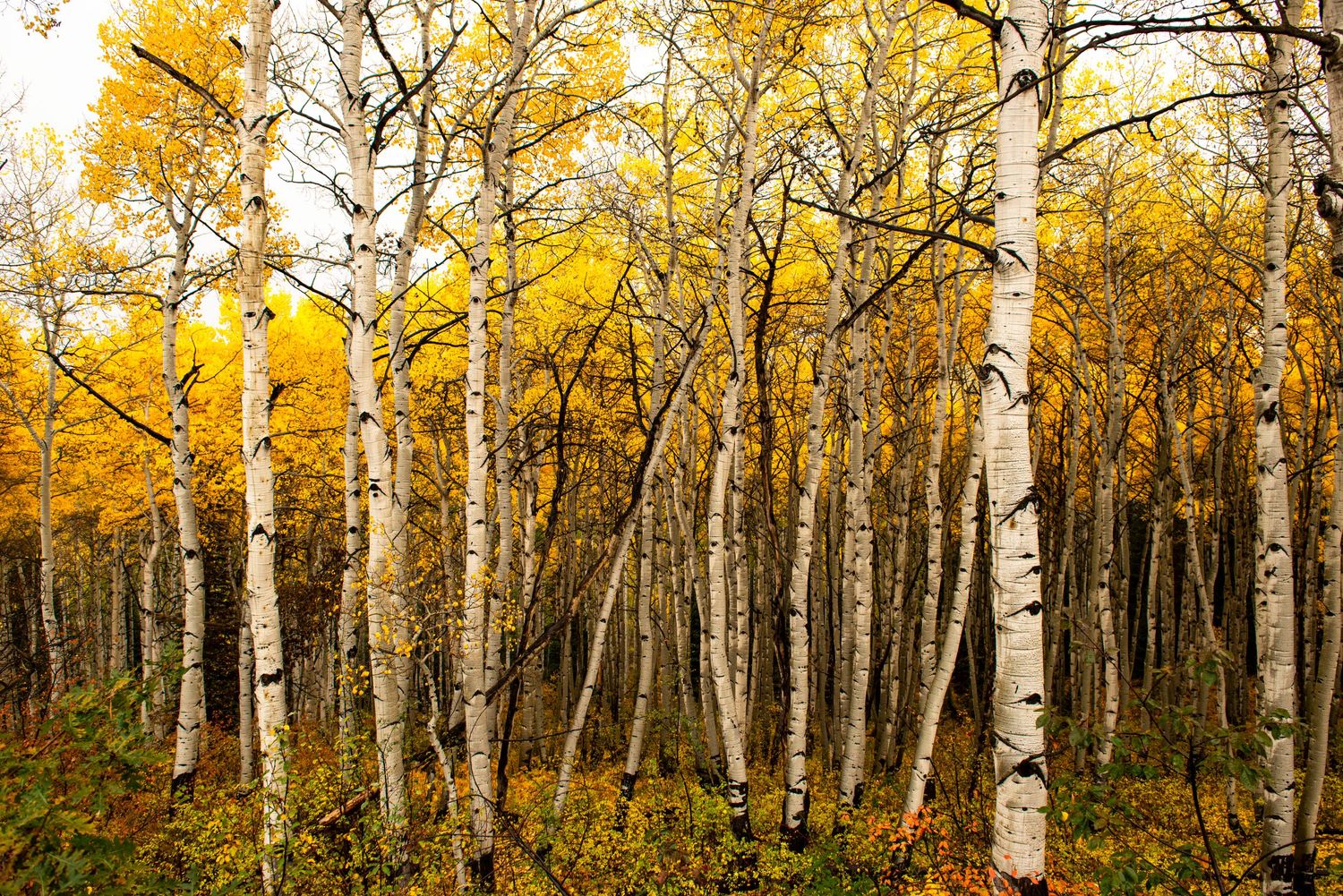 Southern Colorado fall colors in Crested Butte