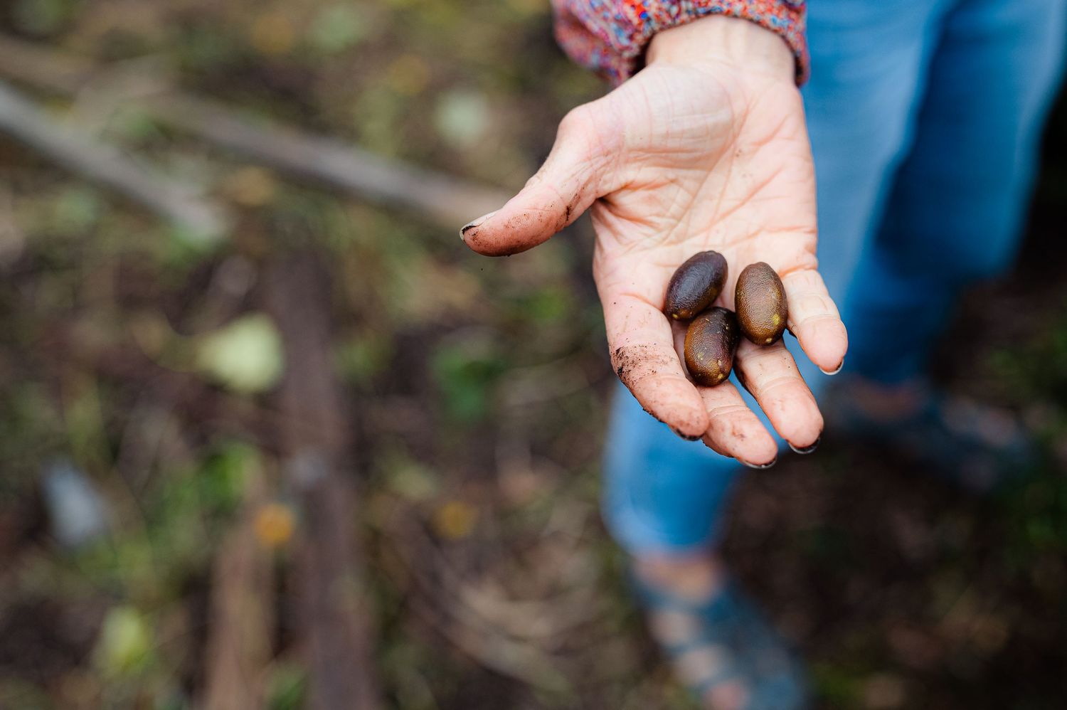 A handful of dark seeds or nuts held in an outstretched palm.