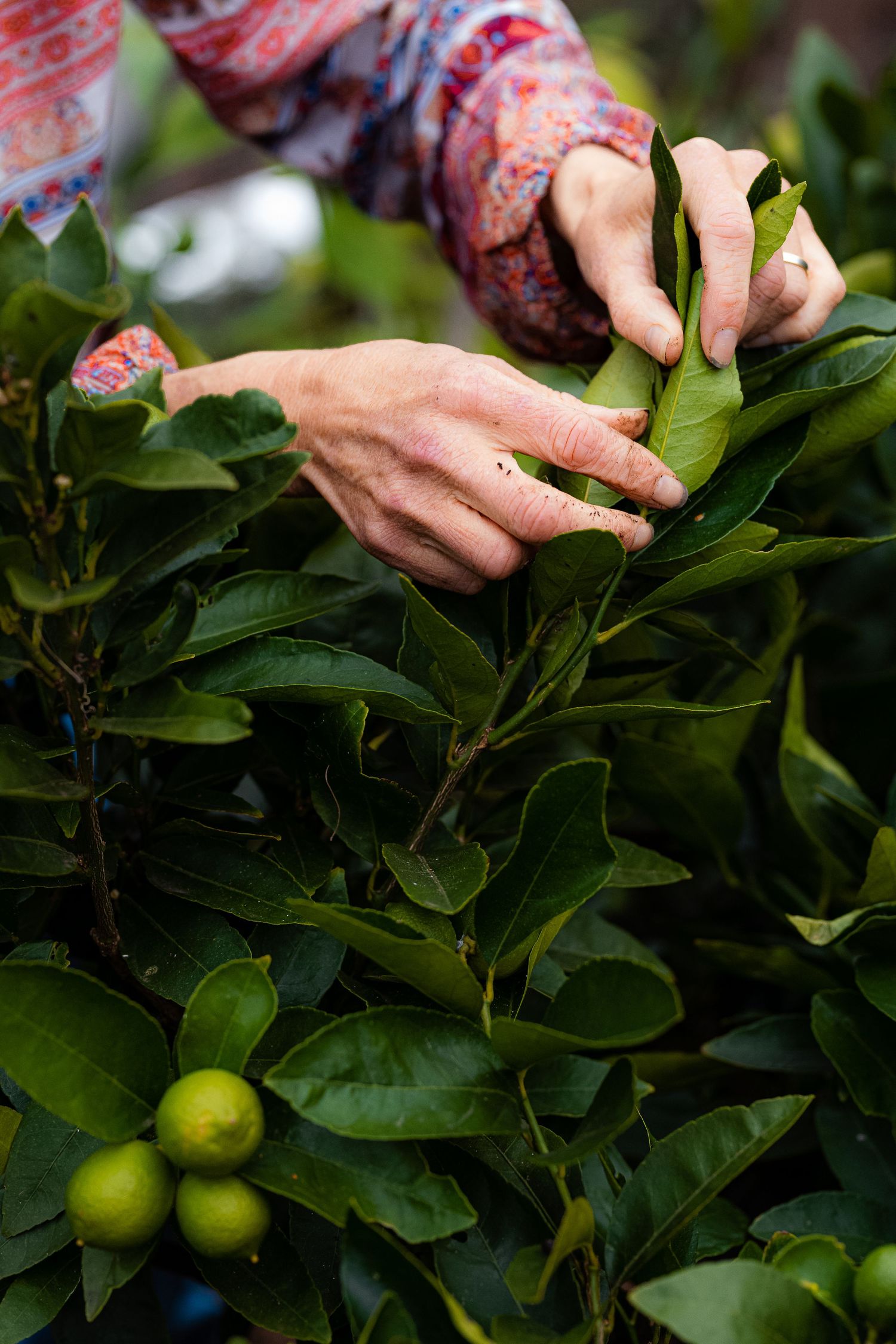Hands tending to green citrus plants with small fruits growing in a garden.