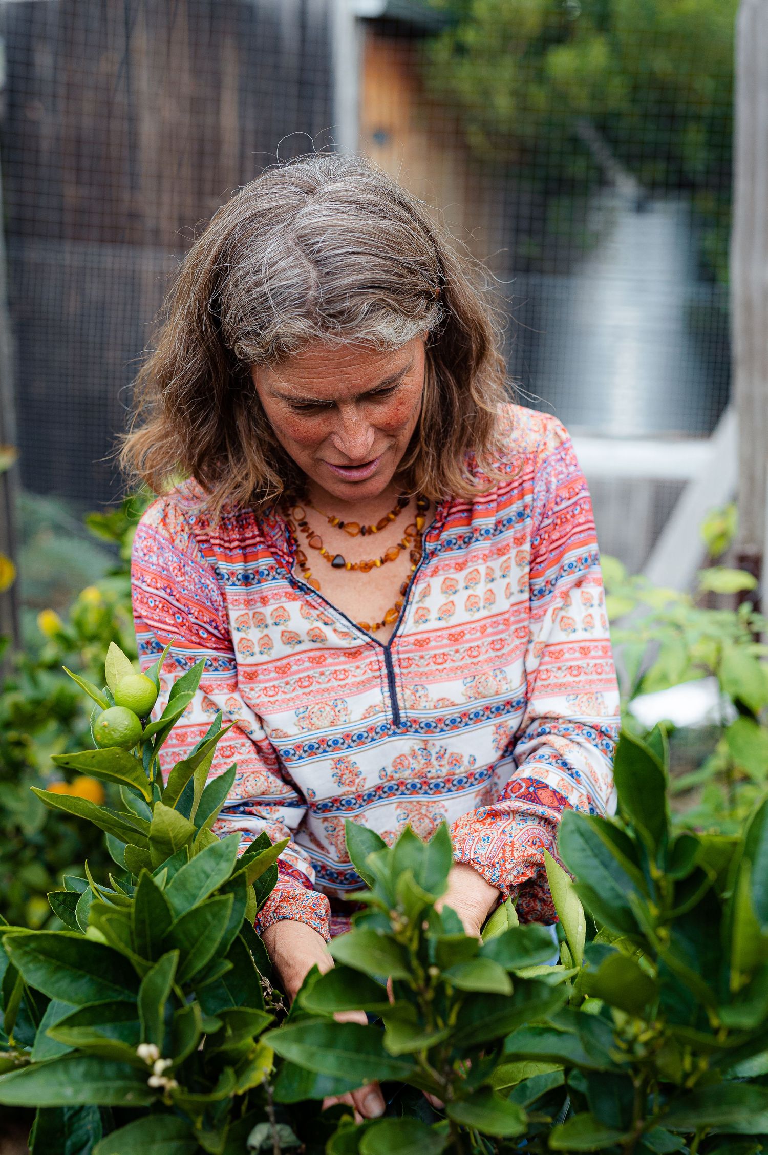 A gardener in a patterned sweater tends to leafy citrus plants.