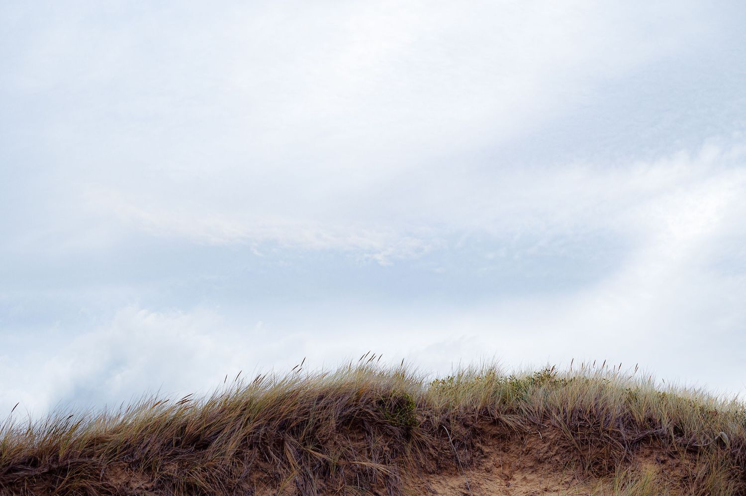 Wind-swept brown beach grass against a cloudy sky creates a natural coastal landscape.