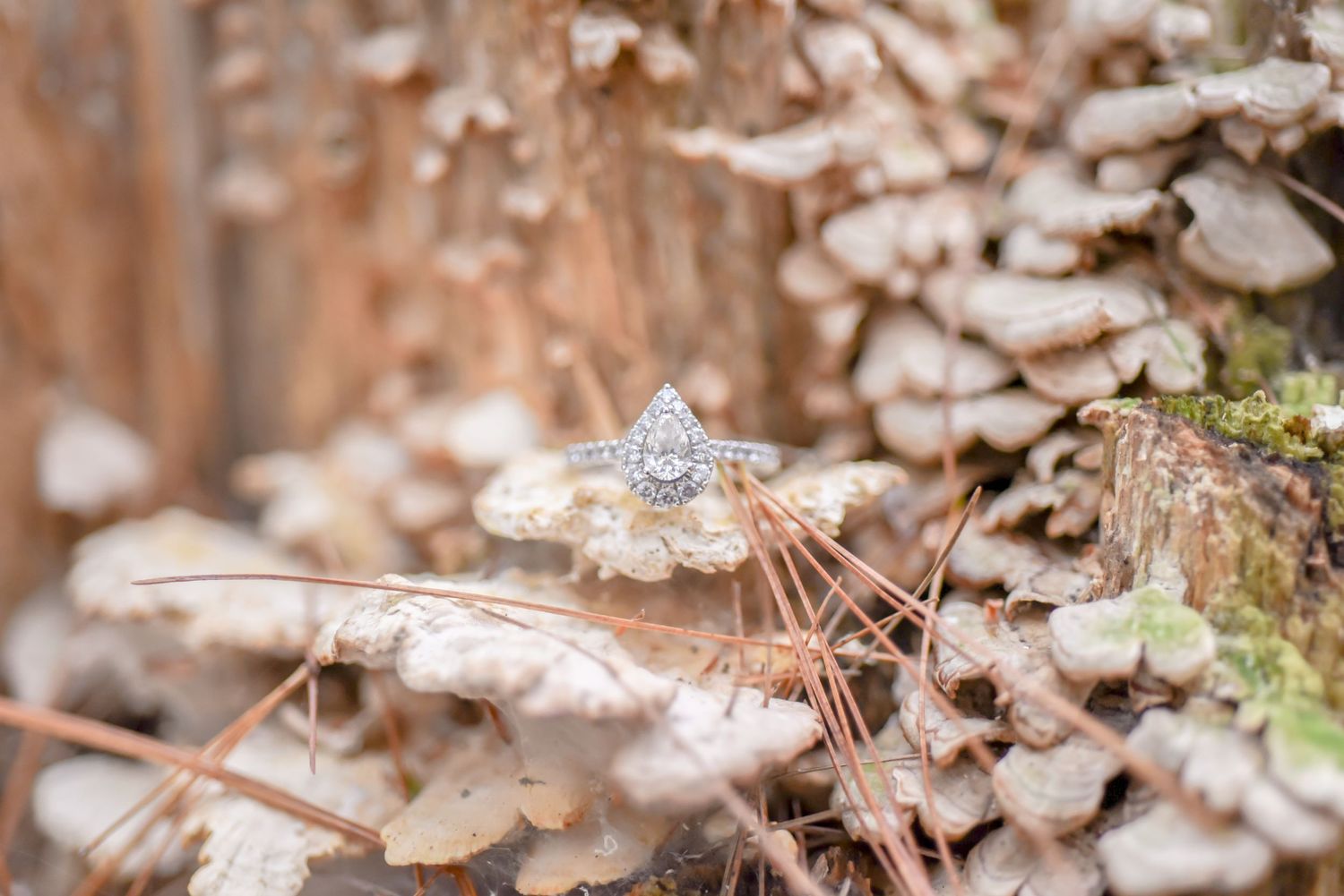 Engagement Session