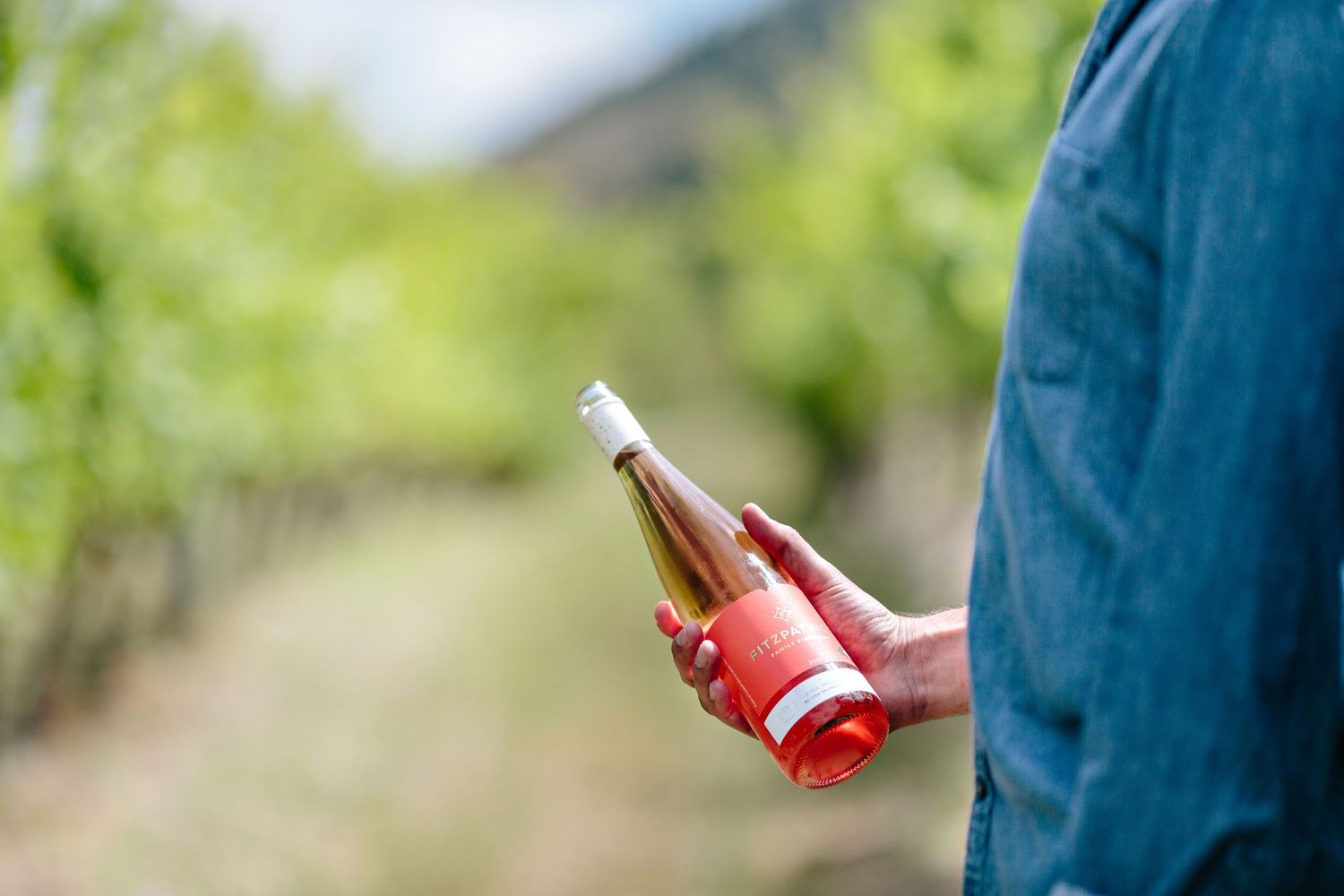 wine bottle in vineyard
