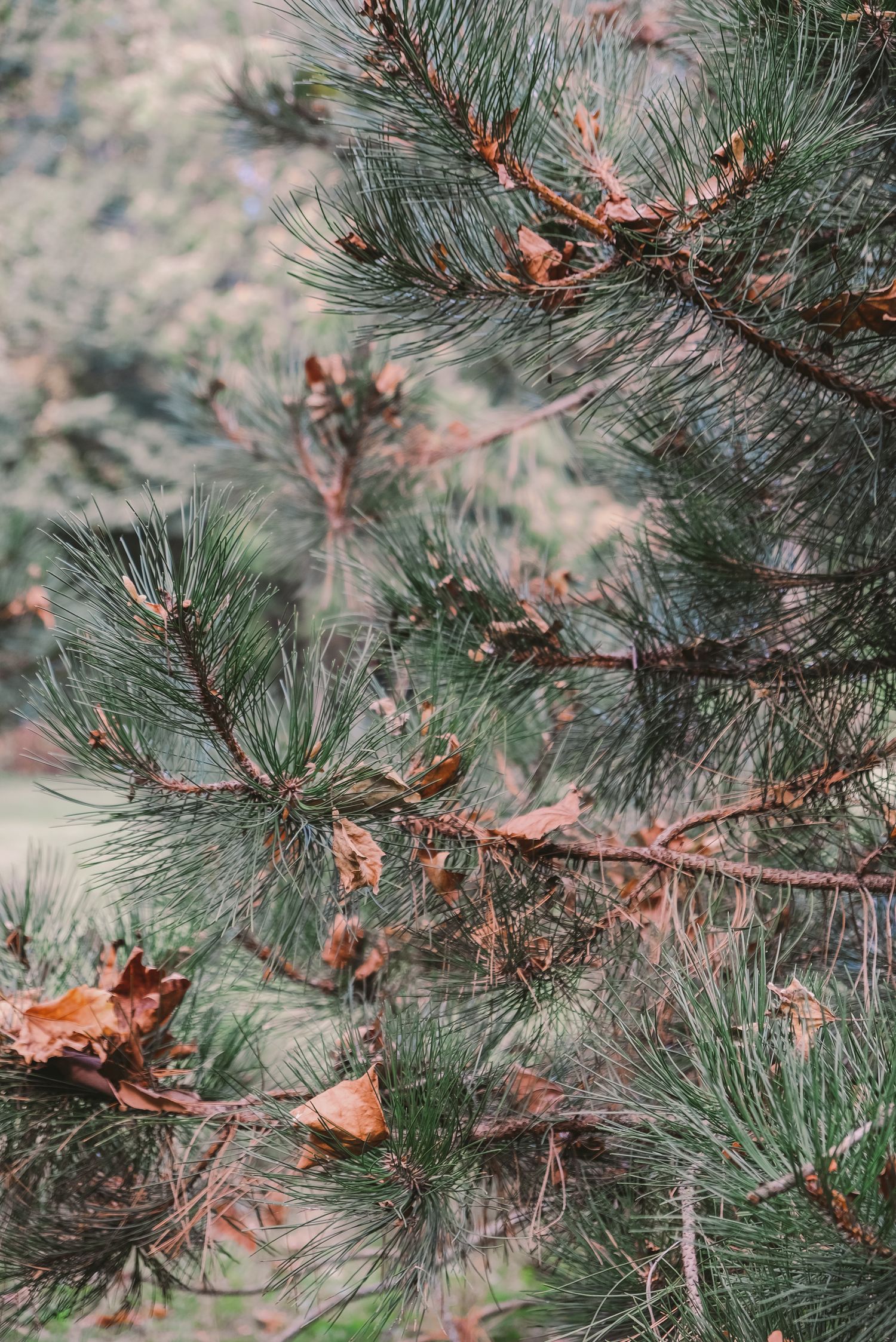 Close-up detail of pine tree branches with needles and cones in soft focus.