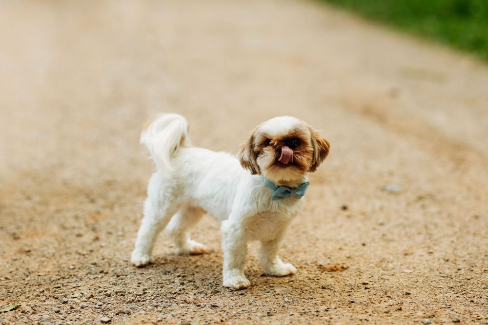 A tiny white Shih Tzu puppy standing on a sandy path with tongue out wearing a blue bow.