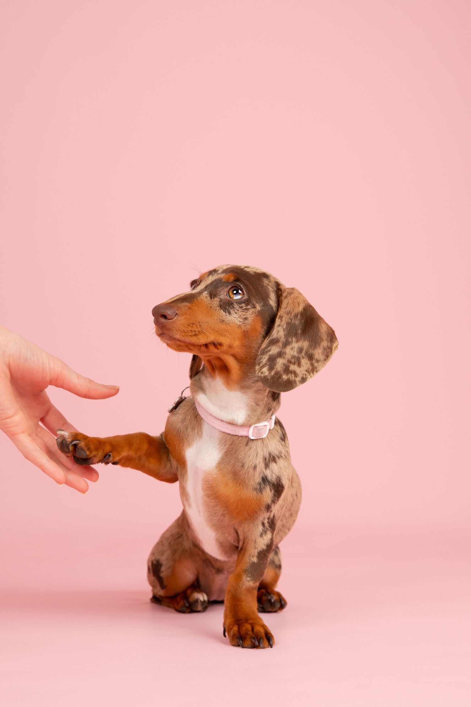 Dachshund puppy sitting on a pink backdrop offering her paw to a person off camera