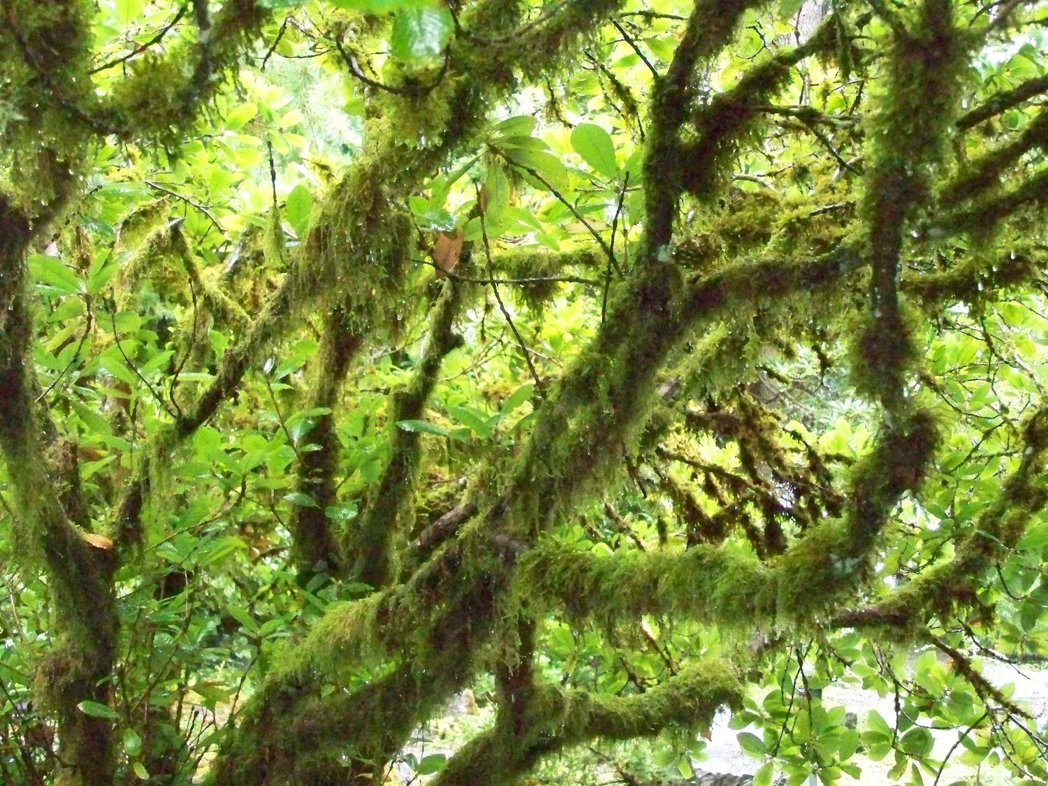 Mossy