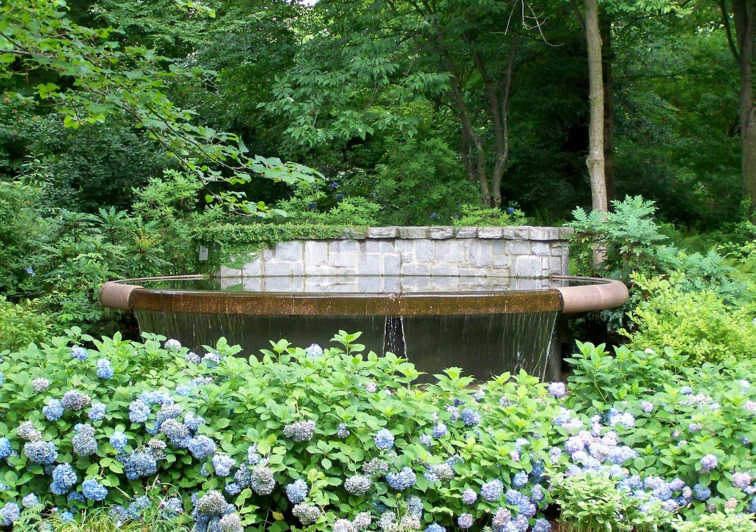 Hydrangea Respite