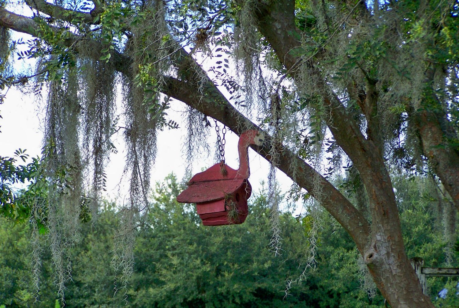 Flamingo Hang Out