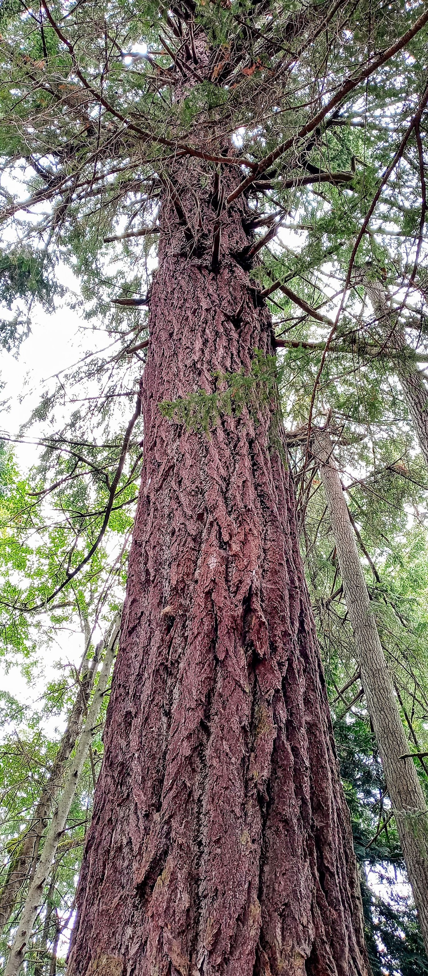 Mountaineer Tree