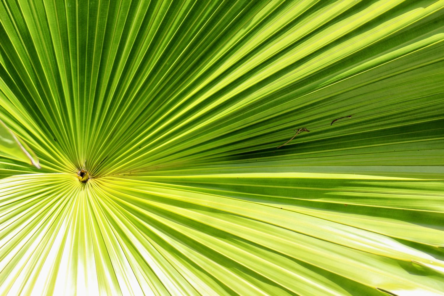 Frond of Florida