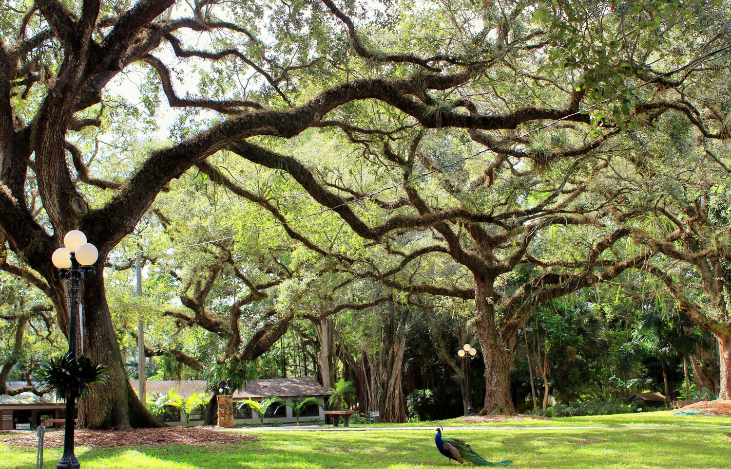 Tree Limb Canopy