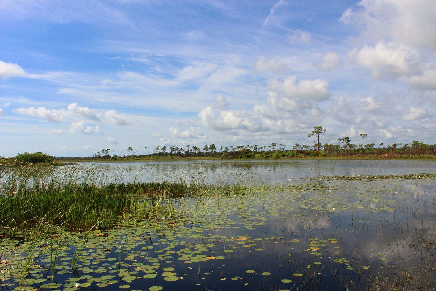 The REAL Florida