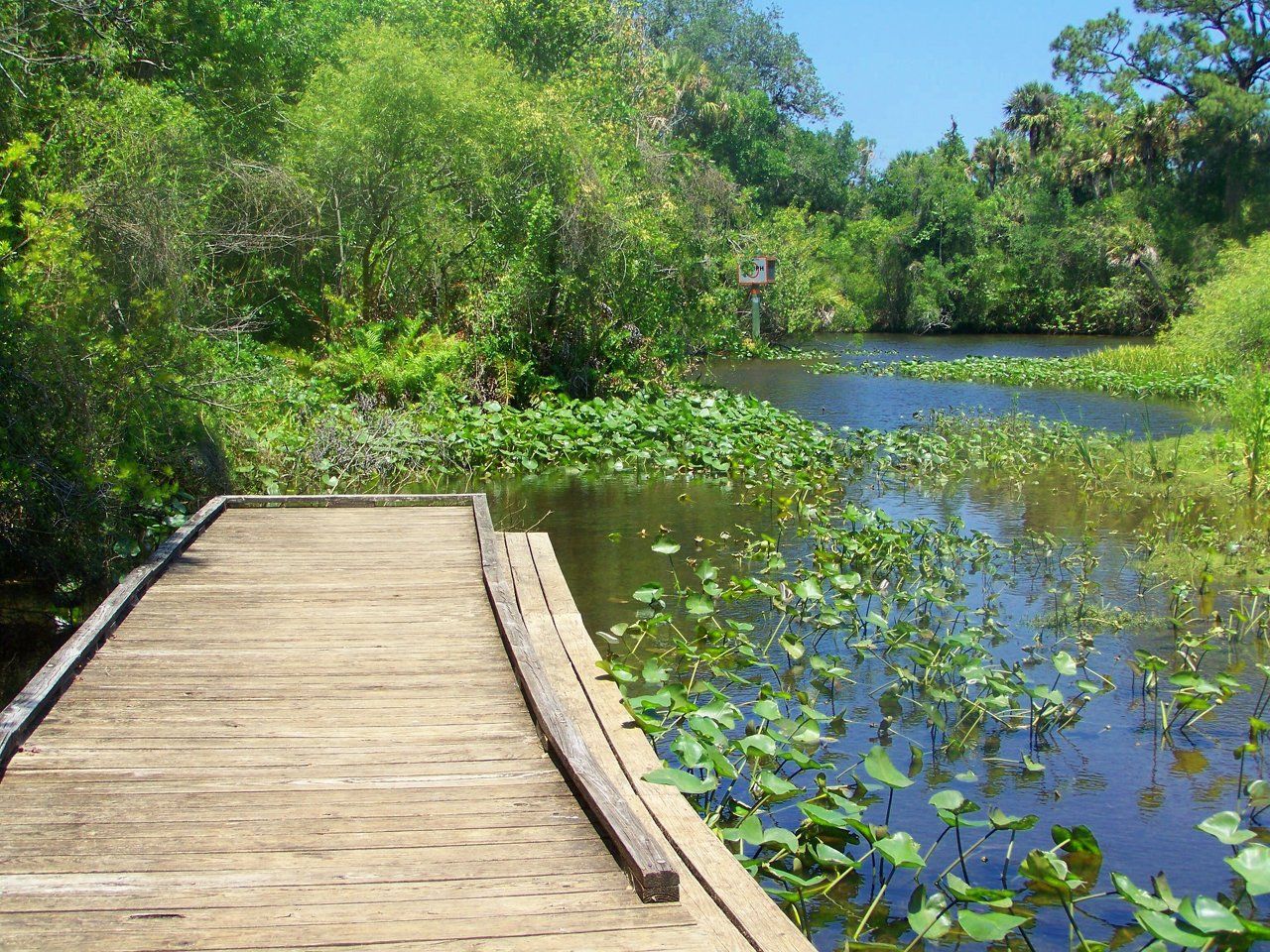 Pier Into Nature