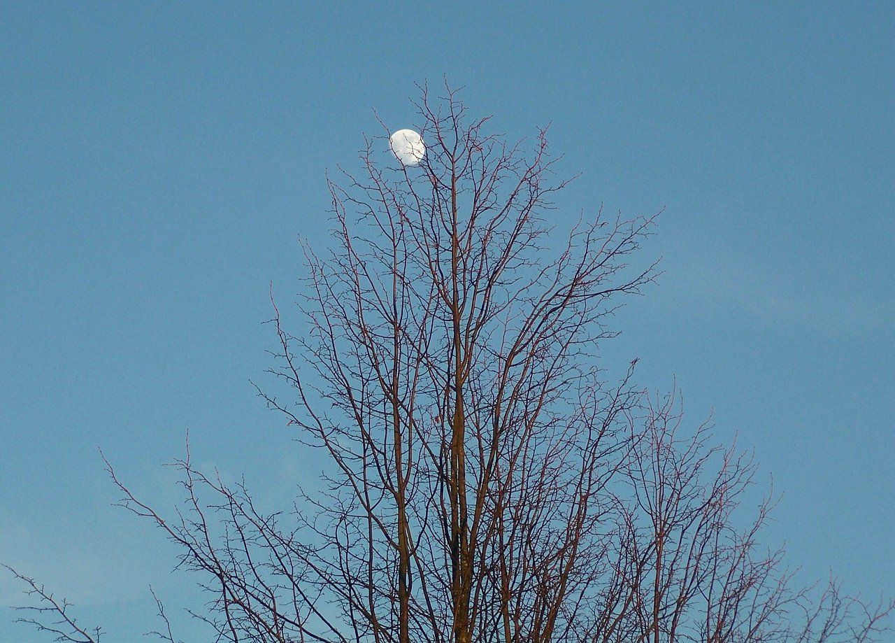 Bare To The Winter Moon