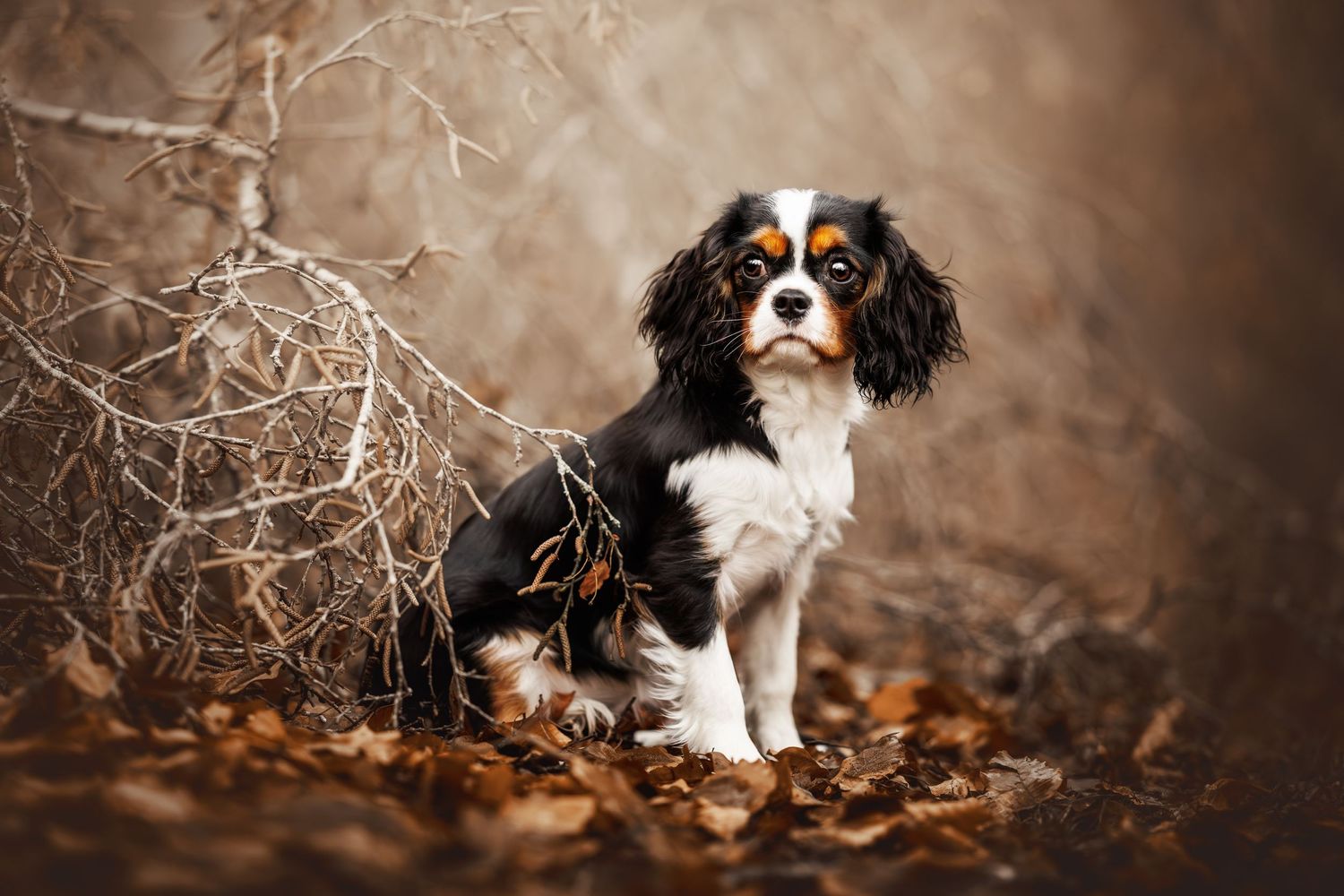 Cavalier King Charles Spaniel sitting among dry branches in autumn setting.