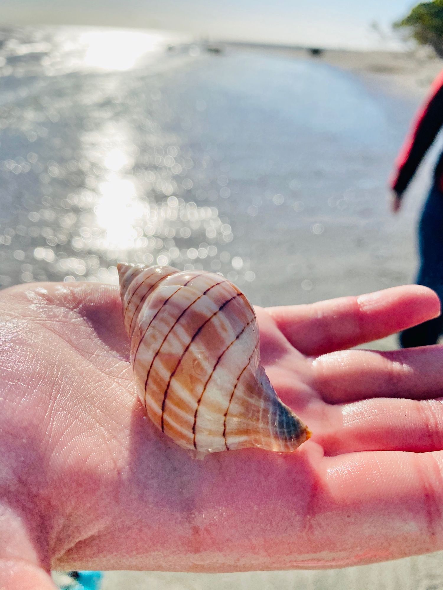 A large seashell rests in an outstretched palm with ocean waves sparkling in the background.