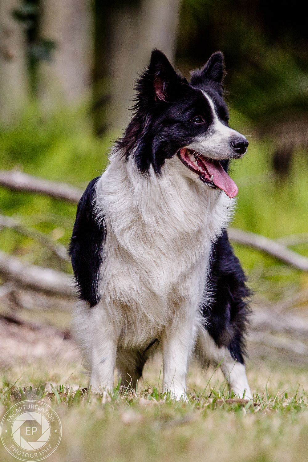 A happy Border Collie with black and white fur sits attentively in an outdoor setting with natural bokeh background.