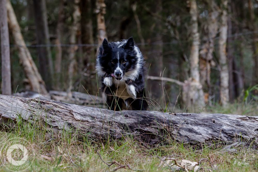 A black and white border collie jumps over a fallen log in a wooded forest area.