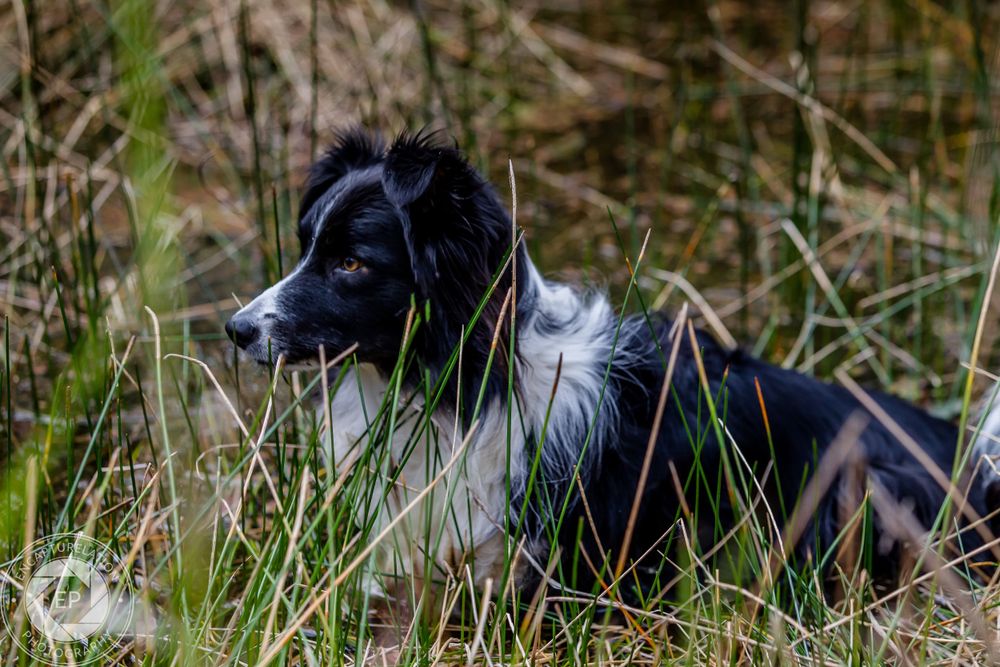 A black and white border collie lying in tall grass looking into the distance.