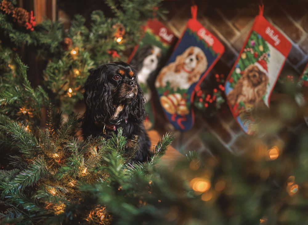 Black and Tan Cavalier King Charles Spaniel in front of Christmas stockings