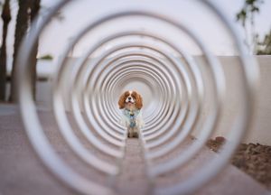 Mr Darcy A Blenheim Cavalier King Charles Spaniel in concentric circles