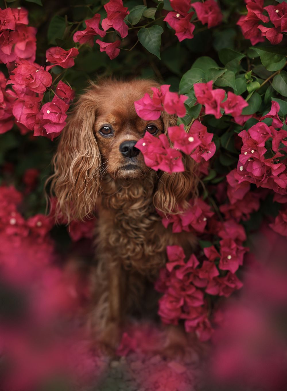 Ruby Cavalier in Bougainvillea