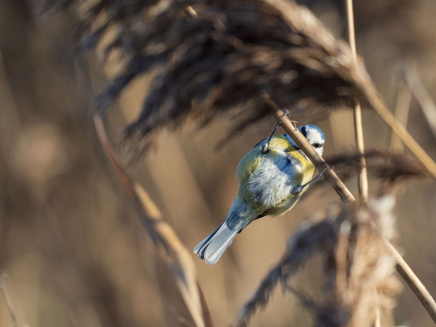 Mésange bleue