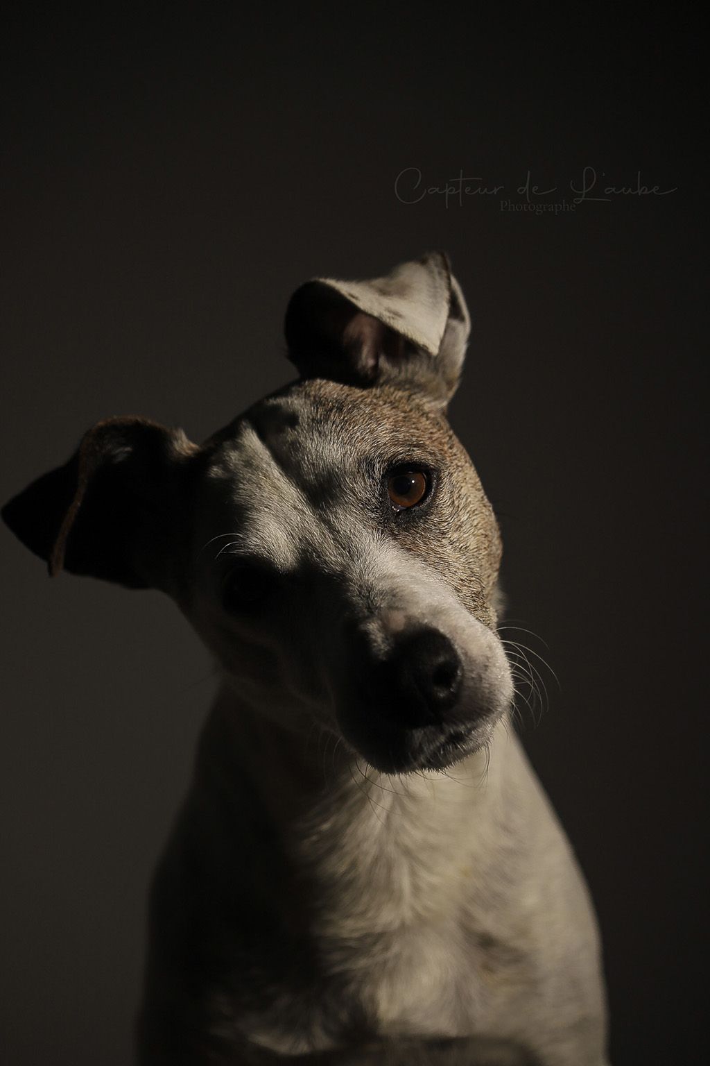 studio amour chien jack Russel beauté émotion pure fierté Grenoble Isère rhone alpes fond noir
