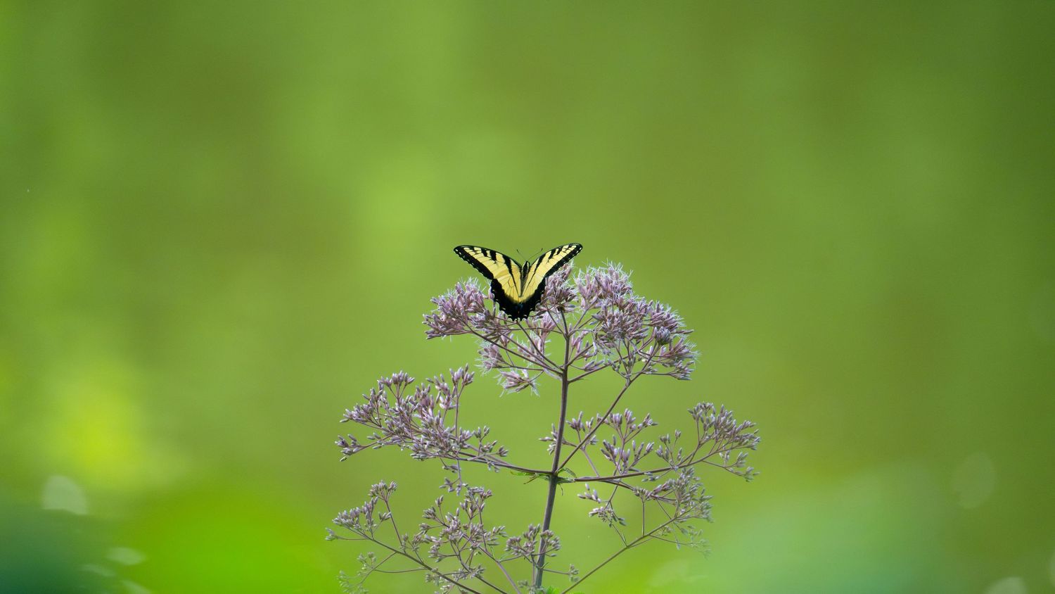 Swallowtail butterfly landing on a delicate purple wildflower in a garden setting.