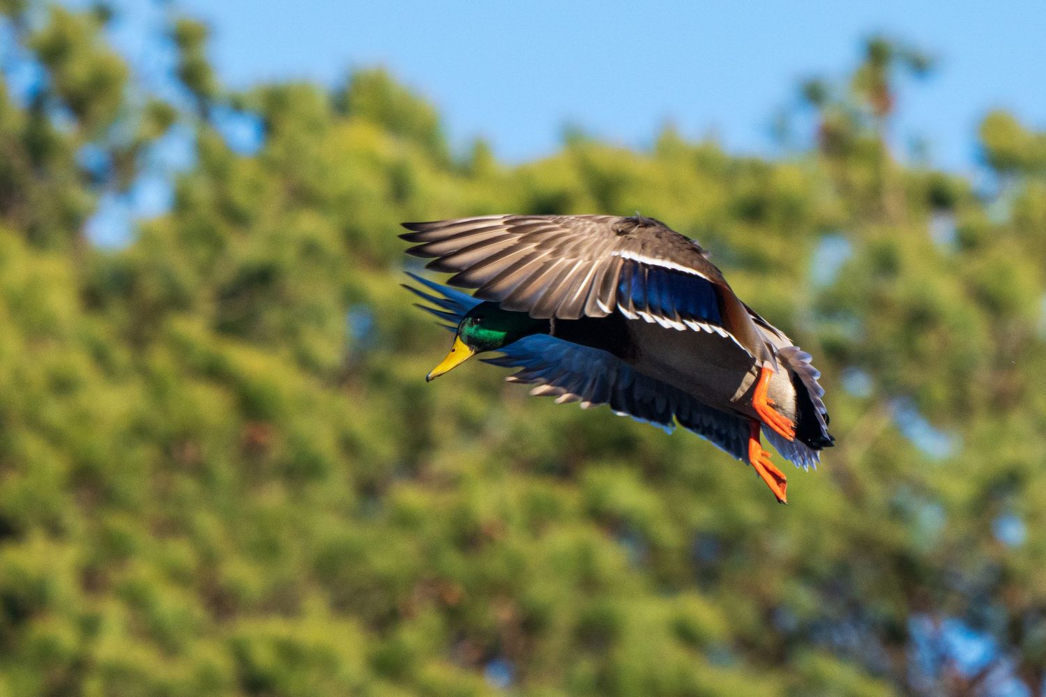 Drake mallard duck flys with wings cupped. It's vibrant green head with yellow beak shows just in the warm sun.