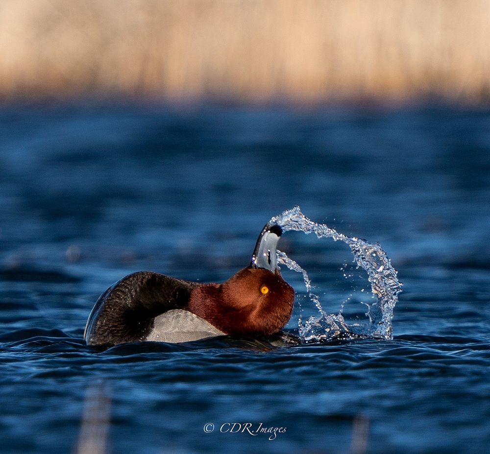 Diving duck splashing water droplets while swimming in blue water.