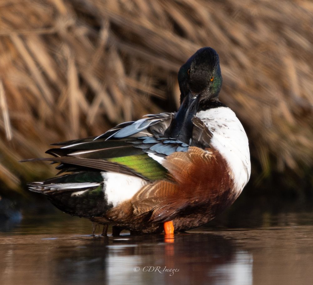Northern shoveler duck preening its feathers while resting on calm water.