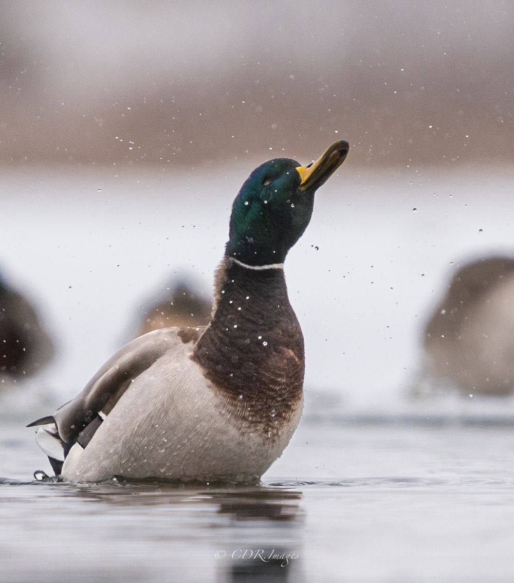 Male mallard duck splashing in water during a snowy day.