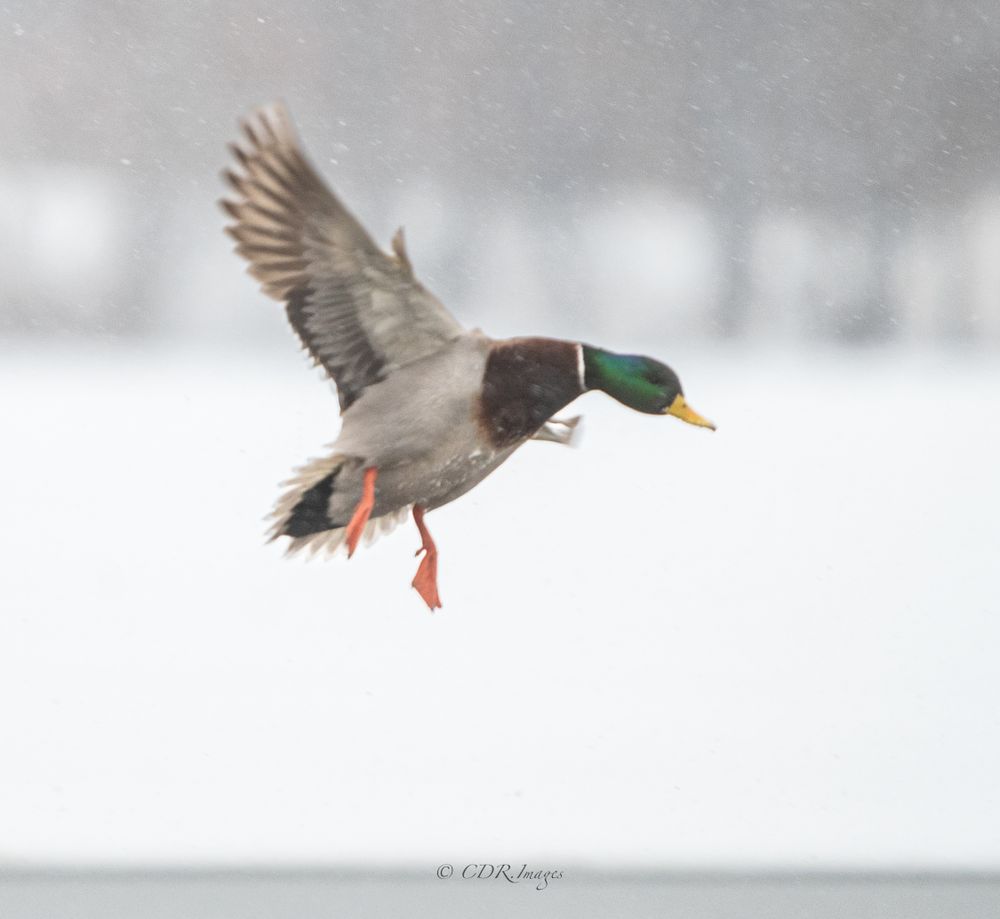 A mallard duck in flight with wings spread against a snowy winter background.