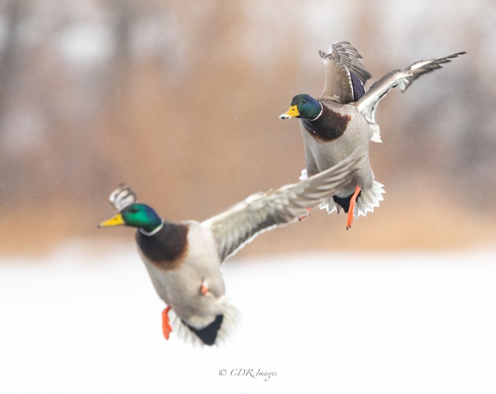 Two ducks with bright green heads performing aerial acrobatics in winter setting.