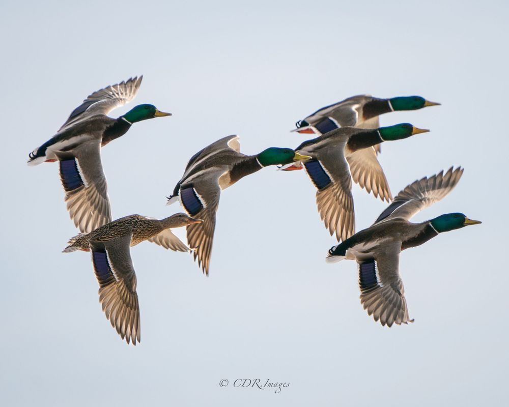 Four Mallard ducks flying in formation against light gray sky showing iridescent wing patterns.