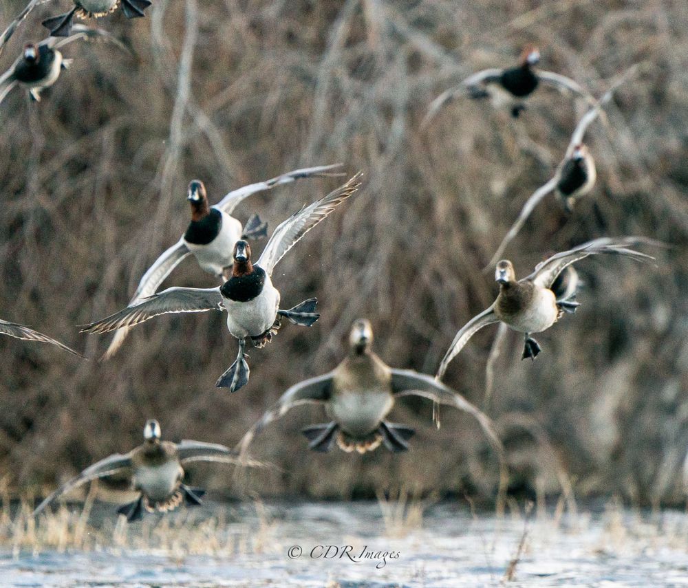 Group of Ring-necked ducks taking flight over wetland in winter conditions.