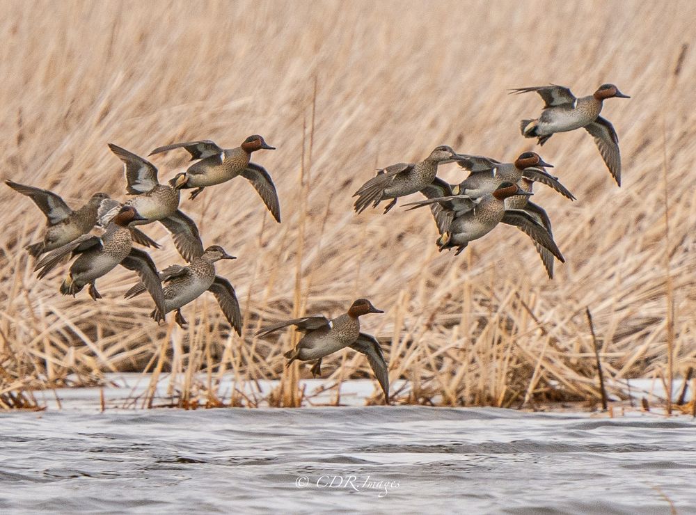 Flock of Northern Pintail ducks flying in formation over winter marsh grasses.