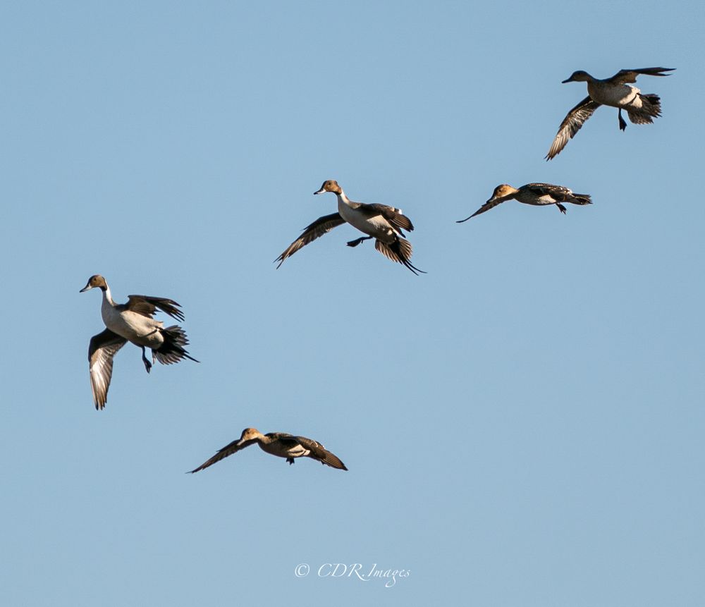 Five Northern Pintail ducks soaring through clear blue sky in graceful formation.