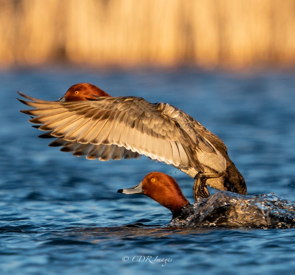 A Redhead duck splashing into deep blue water with wings extended at sunset.