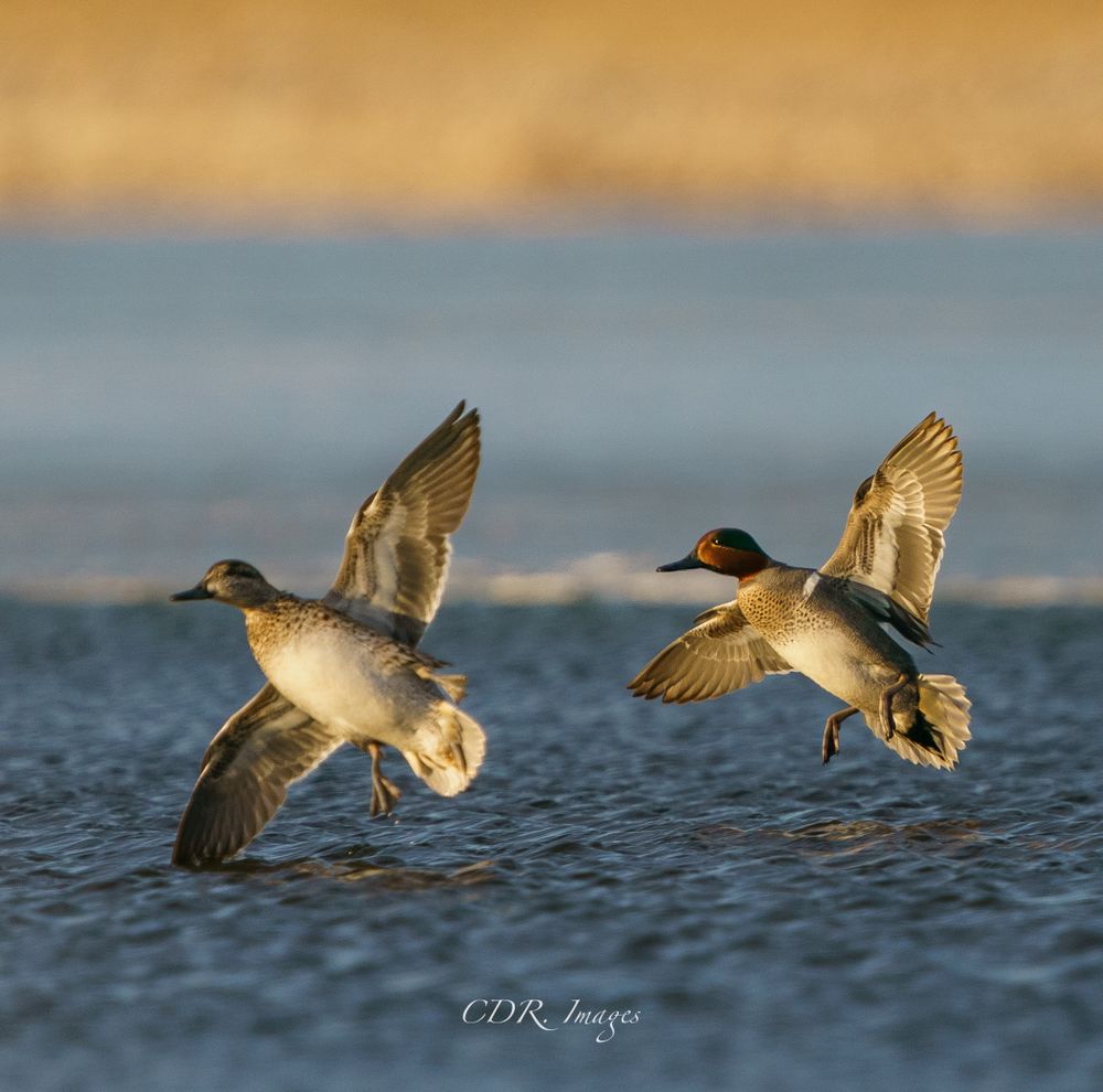 Two Green-winged Teal ducks taking flight in perfect synchronization over water.