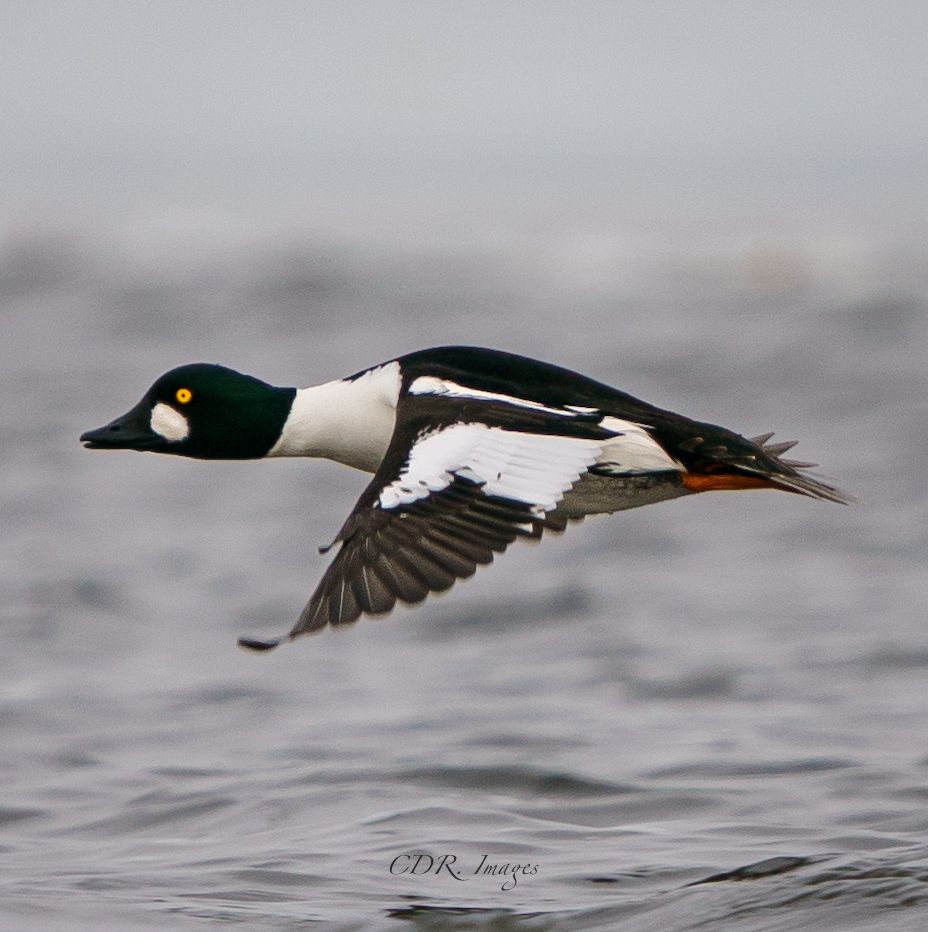 A Common Goldeneye duck in flight with distinctive black and white plumage gliding over water.